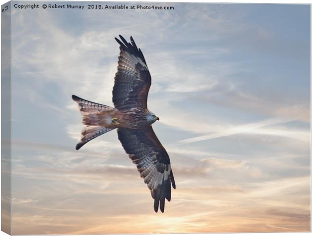 Red Kite Canvas Print by Robert Murray