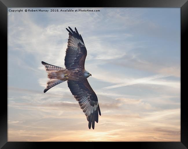 Red Kite Framed Print by Robert Murray