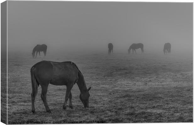 Horses in the mist Canvas Print by Martin Bowra