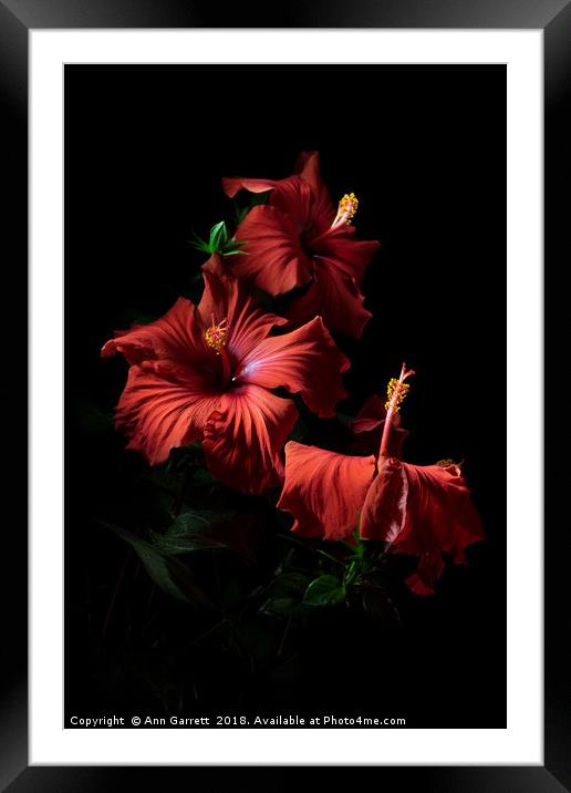 Red Hibiscus Trio Framed Mounted Print by Ann Garrett