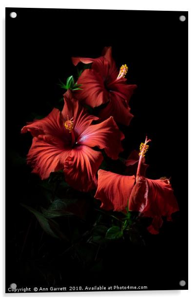 Red Hibiscus Trio Acrylic by Ann Garrett