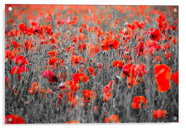 Poppies Acrylic by Graham Custance
