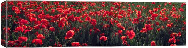 Red blooming poppy field in the summer Canvas Print by Dalius Baranauskas
