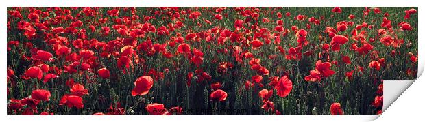 Red blooming poppy field in the summer Print by Dalius Baranauskas