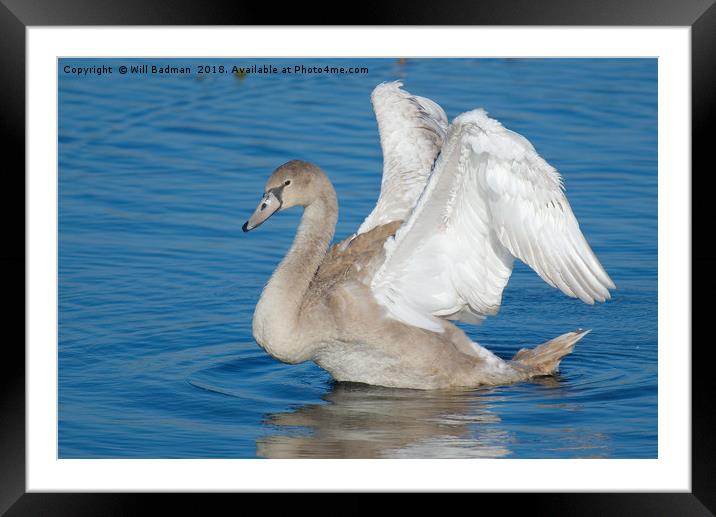 Young Swan on a lake flapping its wings Framed Mounted Print by Will Badman