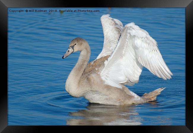 Young Swan on a lake flapping its wings Framed Print by Will Badman