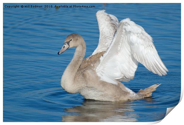 Young Swan on a lake flapping its wings Print by Will Badman