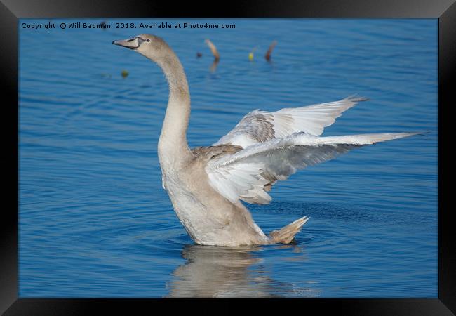 Young Swan on a lake flapping its wings Framed Print by Will Badman