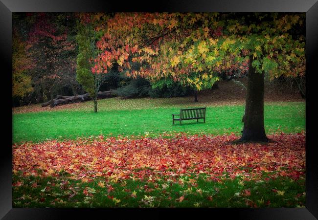 An Autumn bench at Clyne Gardens Framed Print by Leighton Collins