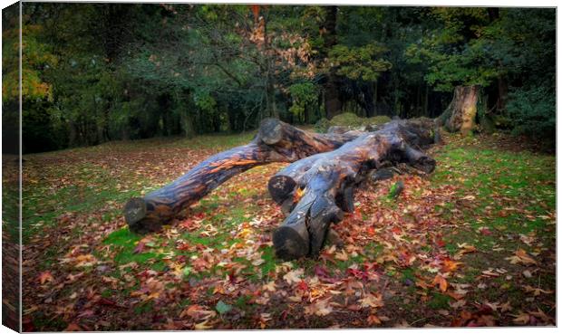 Dead trees in Autumn at Clyne Gardens Canvas Print by Leighton Collins