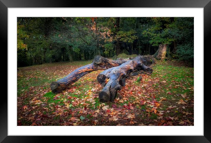 Dead trees in Autumn at Clyne Gardens Framed Mounted Print by Leighton Collins