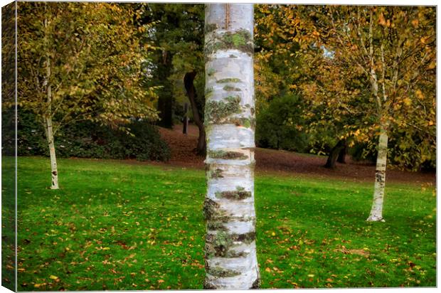 Silver birch trees in Clyne Gardens Canvas Print by Leighton Collins