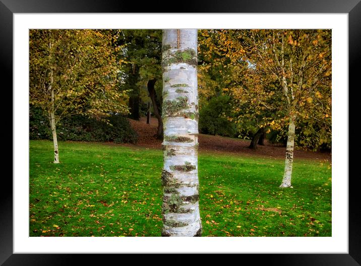Silver birch trees in Clyne Gardens Framed Mounted Print by Leighton Collins