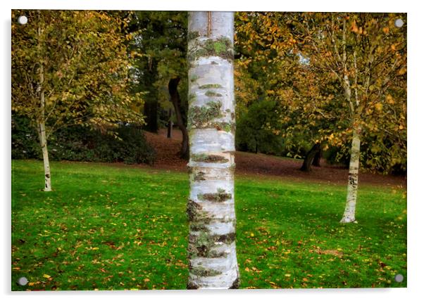 Silver birch trees in Clyne Gardens Acrylic by Leighton Collins
