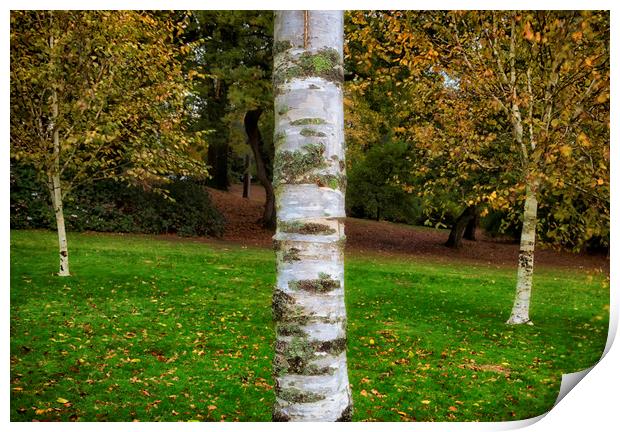 Silver birch trees in Clyne Gardens Print by Leighton Collins