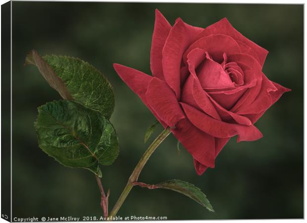 Romantic Red Rose Canvas Print by Jane McIlroy