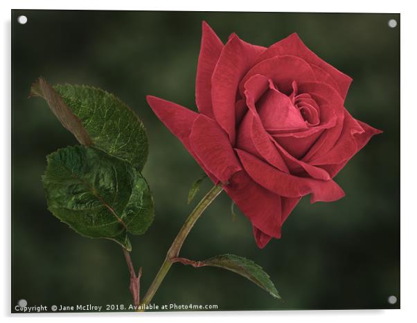 Romantic Red Rose Acrylic by Jane McIlroy