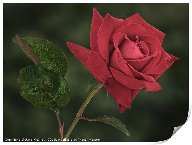 Romantic Red Rose Print by Jane McIlroy