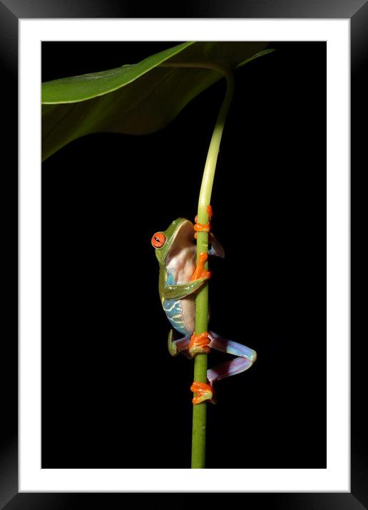 Red eyed Tree Frog Framed Mounted Print by Ceri Jones