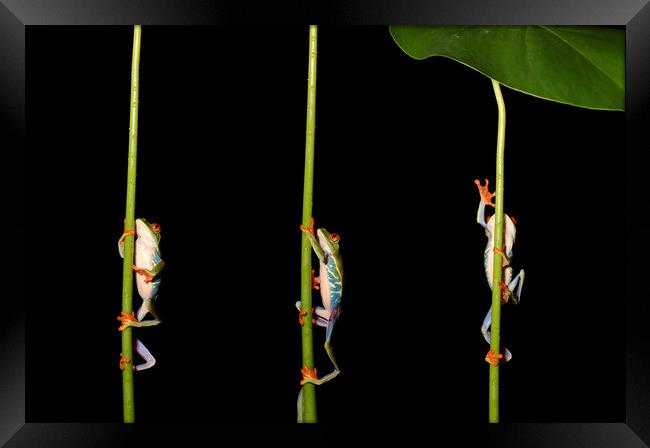 Climbing Red Eyed Tree Frogs Framed Print by Ceri Jones