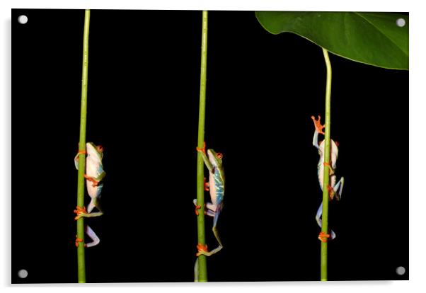 Climbing Red Eyed Tree Frogs Acrylic by Ceri Jones