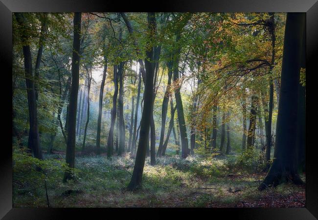 Autumn Woodlands Framed Print by Ceri Jones