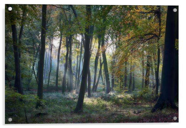 Autumn Woodlands Acrylic by Ceri Jones