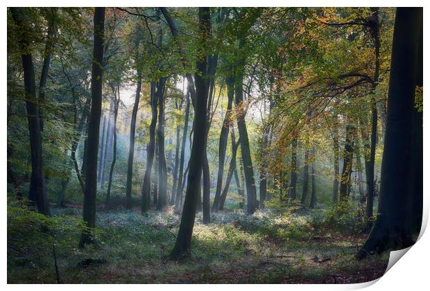 Autumn Woodlands Print by Ceri Jones