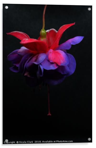Fuchsia Acrylic by Nicola Clark