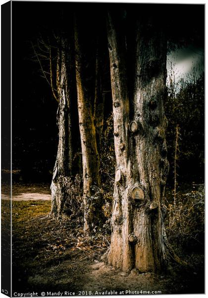 Tree trunks at night Canvas Print by Mandy Rice