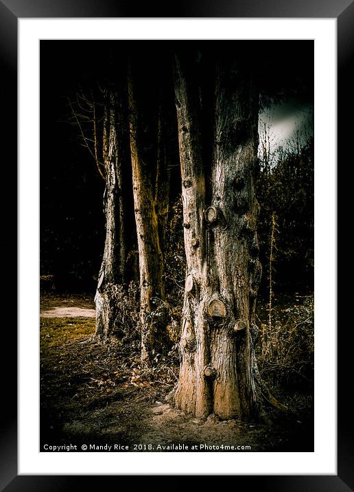 Tree trunks at night Framed Mounted Print by Mandy Rice