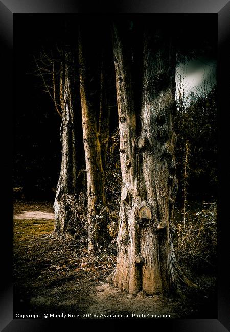 Tree trunks at night Framed Print by Mandy Rice
