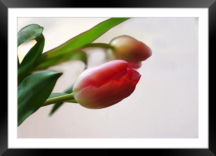Two Pink Tulips Framed Mounted Print by Jacqi Elmslie