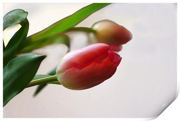 Two Pink Tulips Print by Jacqi Elmslie