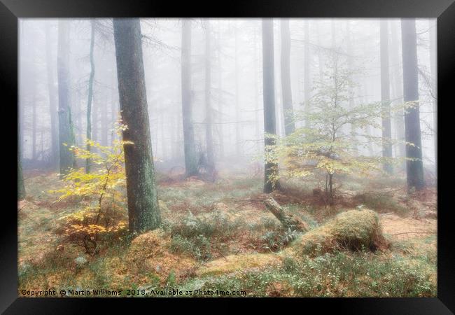 Misty Wood - Hiding from Mum Framed Print by Martin Williams