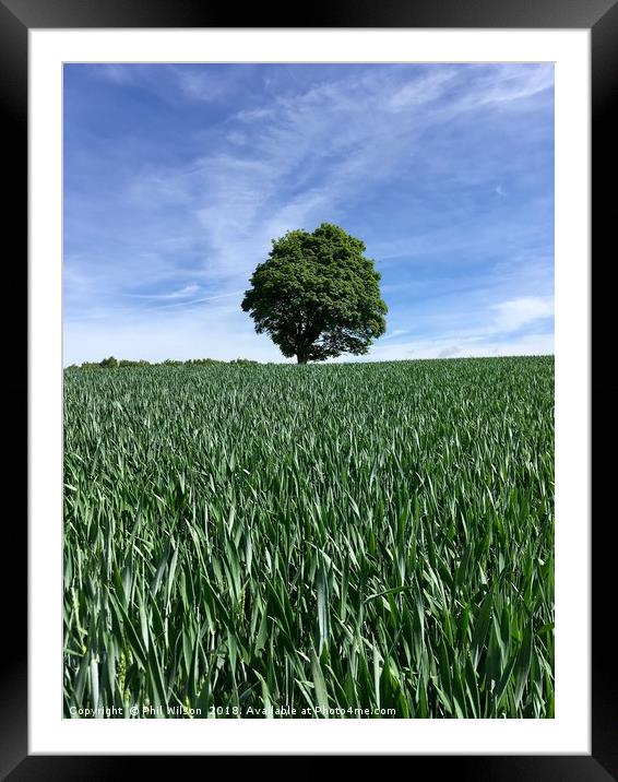 Early Summer Cornfield In Yorkshire. Framed Mounted Print by Phil Wilson