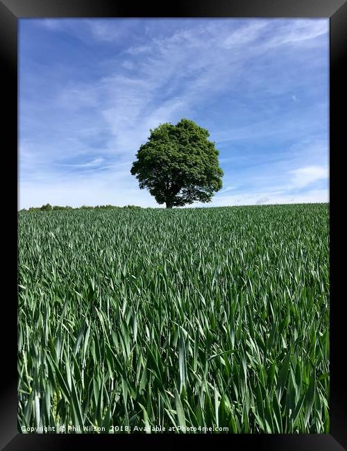 Early Summer Cornfield In Yorkshire. Framed Print by Phil Wilson