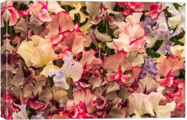  Sweet pea (Harlequin)     Canvas Print by chris smith