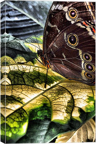 balancing on leaves Canvas Print by Heather Newton