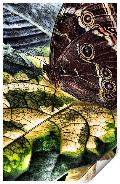 balancing on leaves Print by Heather Newton