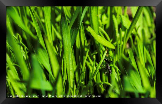 black ant upside down on green grass Framed Print by Juan Ramón Ramos Rivero