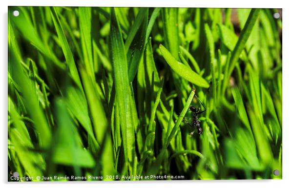 black ant upside down on green grass Acrylic by Juan Ramón Ramos Rivero