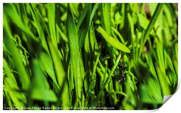 black ant upside down on green grass Print by Juan Ramón Ramos Rivero