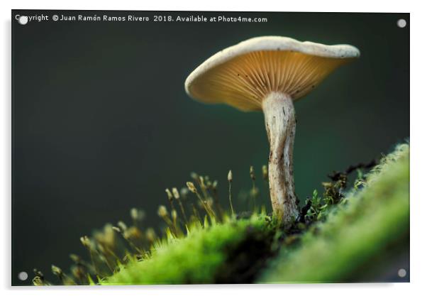 Small mushroom seen from below Acrylic by Juan Ramón Ramos Rivero