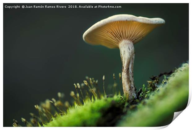 Small mushroom seen from below Print by Juan Ramón Ramos Rivero