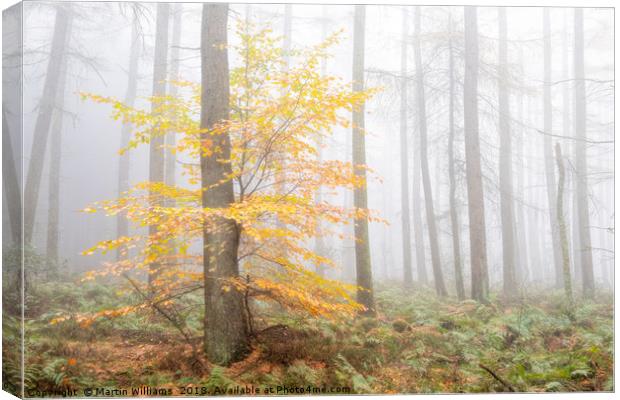 Misty Wood - Stand out  Canvas Print by Martin Williams