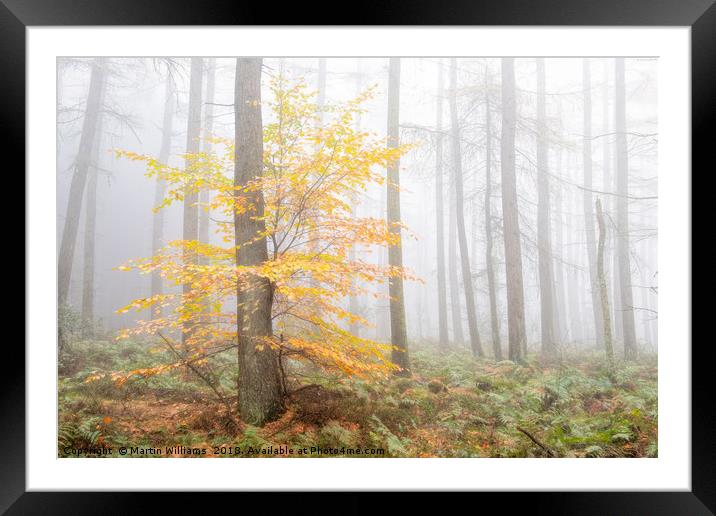 Misty Wood - Stand out  Framed Mounted Print by Martin Williams