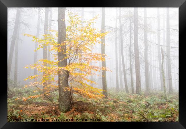 Misty Wood - Stand out  Framed Print by Martin Williams
