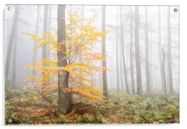 Misty Wood - Stand out  Acrylic by Martin Williams