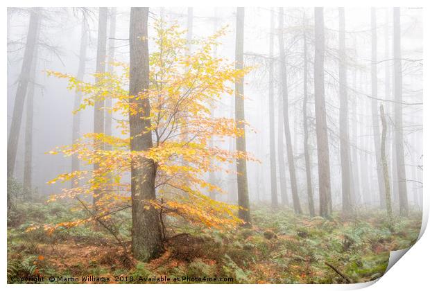 Misty Wood - Stand out  Print by Martin Williams